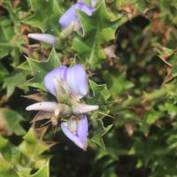 Acanthus ilicifolius L.